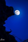 Lo stambecco e la luna Lo stambecco e la luna