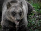 Orso marsicano Orso marsicano