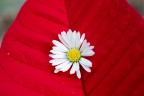 tricolore tricolore