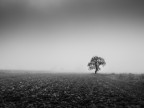 dalla terra alla nebbia dalla terra alla nebbia