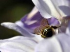 primavera primavera