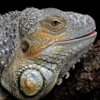 Iguana