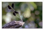 Libellule_Lug2022_2 Libellule_Lug2022_2