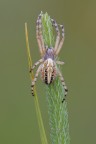 Aculepeira-ceropegia_-Araneidae