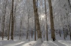il bosco magico