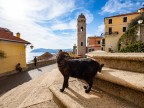 Cervo....con gatto!