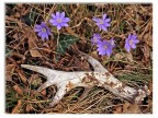 Nuova primavera nel bosco... Nuova primavera nel bosco...