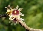 Calycanthus Calycanthus