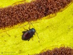 Chrysomelidae sp. Chrysomelidae sp.
