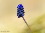 Conosciuto come "muscari trascurato" o "lampascione trascurato", � una pianta erbacea perenne appartenente alla famiglia delle Asparagaceae. Il nome scientifico della pianta deriva dal latino "muscus", che significa muschio, e si riferisce al profumo intenso dei suoi fiori. Oltre alla variet� blu, esiste una variet� di Muscari neglectum con fiori bianchi, chiamata "Album".