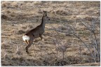 Capriolo rampante