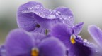 Gocce di pioggia Gocce di pioggia