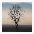 Albero invernale nella nebbia