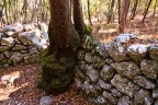 La natura vince sempre La natura vince sempre