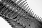 vertebre tecnologiche vertebre tecnologiche