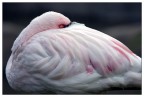 Fenicottero rosa.