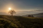l'albero l'albero