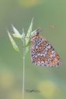 Melitaea-phoebe_DSC1496 Melitaea-phoebe_DSC1496