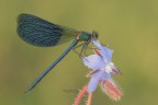 Calopteryx-splendens_DSC1500