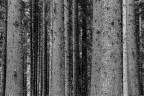 Violin’s Forest II Violin’s Forest II