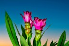 FIORI 12 FIORI 12