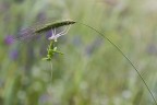 Macro2018_ Macro2018_