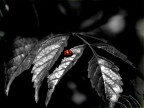 COCCINELLA COCCINELLA