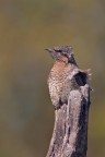 Torcicollo Torcicollo