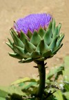 Nome scientifico del carciofo: Cynara cardunculus.
Se il carciofo non viene raccolto in tempo utile, produce un bellissimo fiore violaceo, il quale non � altro che la "barba" del carciofo lasciata crescere.