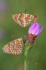 Melitaea-didyma_DSC0825 Melitaea-didyma_DSC0825
