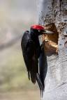 Picchio nero Picchio nero