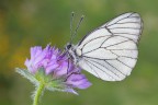 Aporia crataegi Aporia crataegi