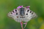 Parnassius-apollo_DSC8334 Parnassius-apollo_DSC8334