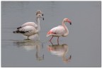 Fenicotteri rosa Fenicotteri rosa