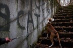 CAT CAT