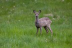 Capriolo Capriolo