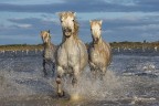 Cavalli della Camargue Cavalli della Camargue