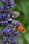Ajuga Reptans e Militaea Ajuga Reptans e Militaea
