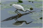 Egretta Garzetta Egretta Garzetta