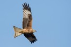 Nibbio reale (Milvus milvus) Nibbio reale (Milvus milvus)