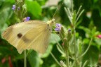 Lavander & White Lavander & White