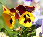 Giallo Giallo