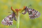 Zerynthia cassandra Zerynthia cassandra