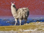 Lama nella laguna Lama nella laguna