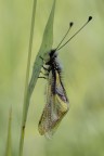 Libelloides coccajus Libelloides coccajus
