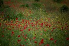 giallo&rosso giallo&rosso