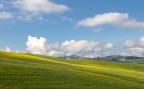 primavera
