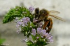 Bee & Mint Bee & Mint