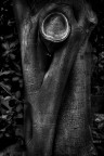 Sculptio Naturae