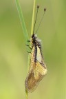 Libelloides coccajus Libelloides coccajus